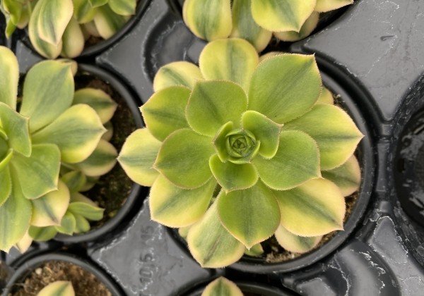 Aeonium davidbramwelli Starburst