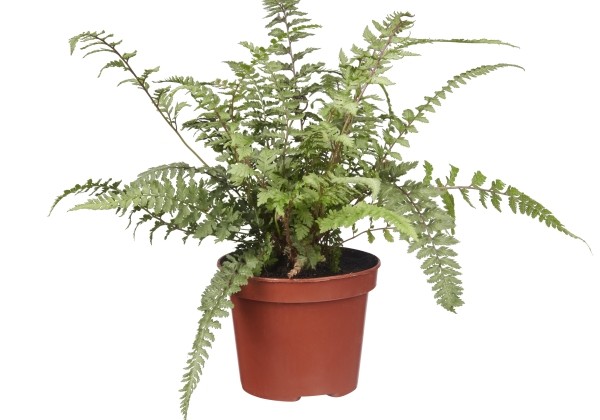 Athyrium niponicum Burgundy Lace