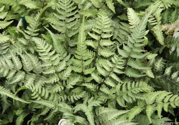 Athyrium niponicum Metallicum