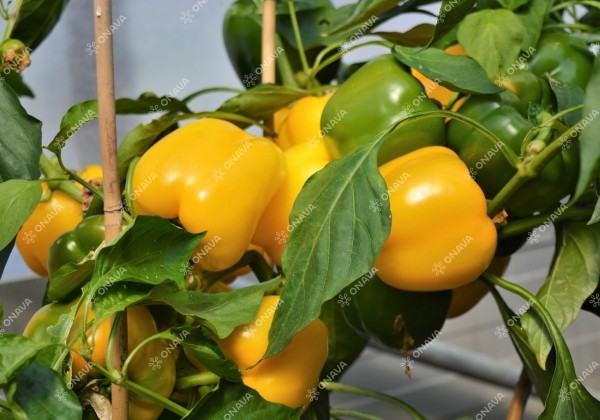 Capsicum annuum (capsicum) Beluga Yellow (WLS 8231)