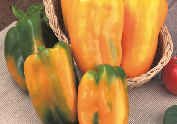 Capsicum annuum (capsicum)  Torelus Yellow