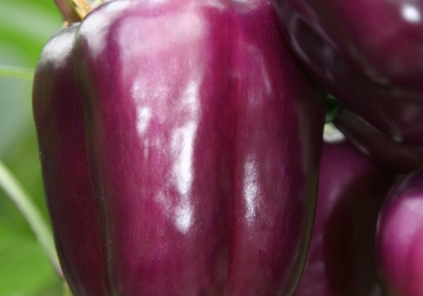 Capsicum annuum (capsicum)  Beluga Lilac (WLS 9728)
