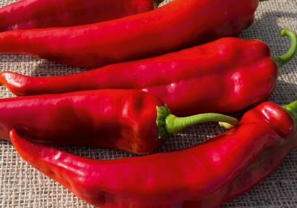 Capsicum annuum (capsicum)  Lipari