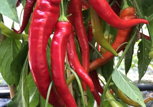 Capsicum annuum (capsicum)  Milder Spiral