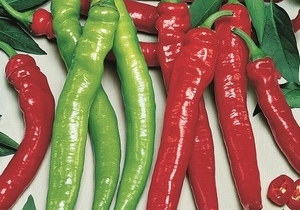Capsicum annuum (capsicum)  Hot Sumher