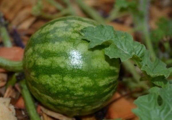 Citrullus lanatus Mini Love