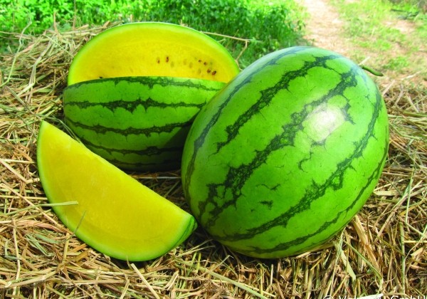 Citrullus lanatus Sunlove (CLX WM 0411)