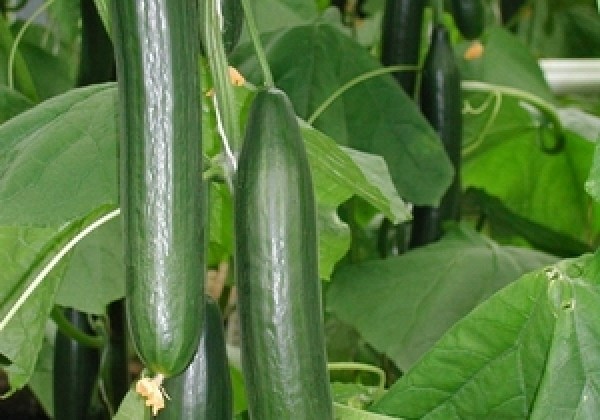 Cucumis sativus Kiruna (Fitness)