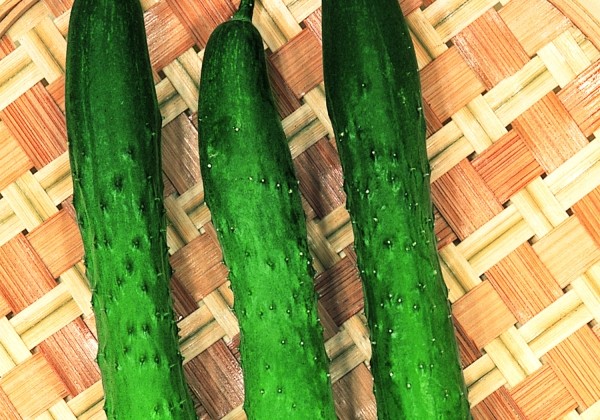 Cucumis sativus Burpless Tasty Green F1