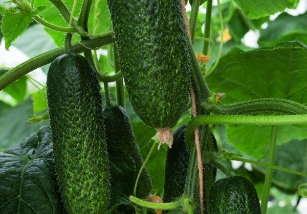 Cucumis sativus Conito