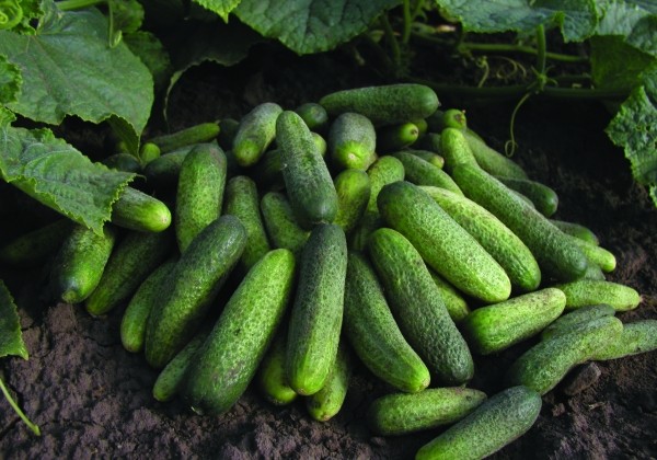 Cucumis sativus Charlotte (Mix)
