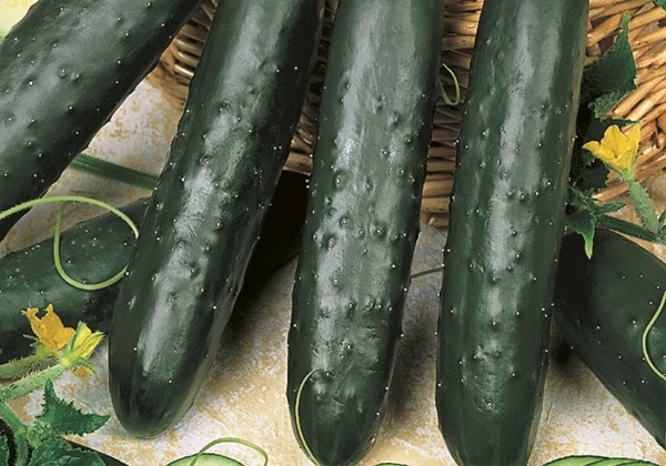 Cucumis sativus Kenia