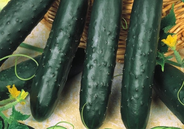 Cucumis sativus Darina F1