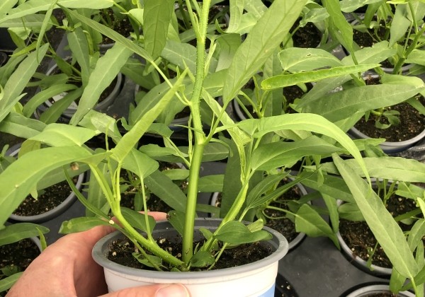Ipomoea aquatica Yangtze