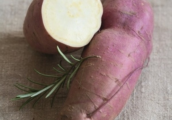 Ipomoea batatas Erato White (BIO)
