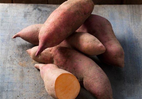 Ipomoea batatas Erato Vineland Early Orange (V15L105 cv.) (BIO)