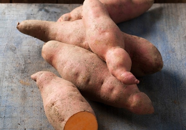 Ipomoea batatas Erato Vineland Salmon Orange (V15L026 cv.) Orange (BIO)