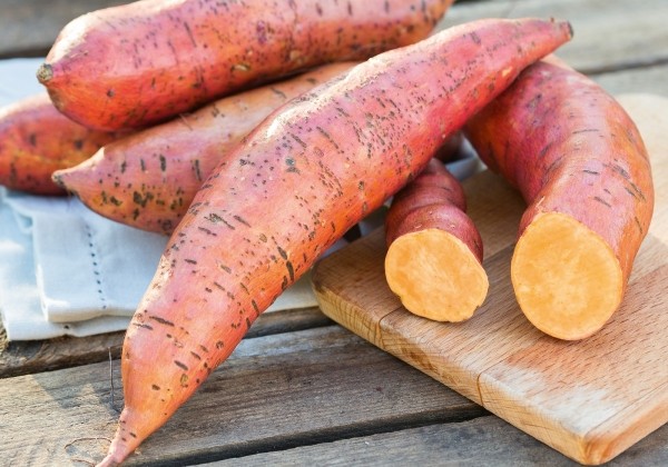 Ipomoea batatas Erato Deep Orange (BIO)