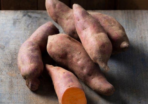 Ipomoea batatas Erato Vineland Intense Orange (V16K450 cv.) (BIO)