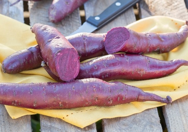 Ipomoea batatas Erato Violett (BIO)