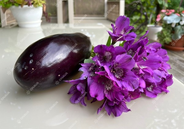 Solanum melongena Madonna