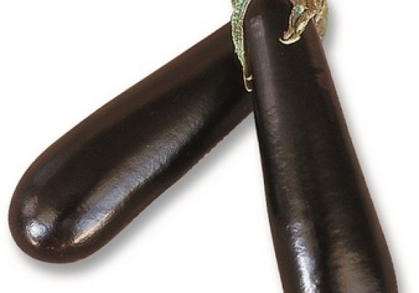 Solanum melongena Baluroi