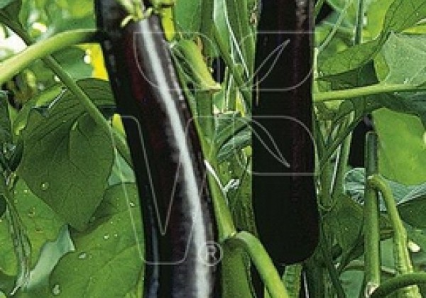 Solanum melongena Faselis