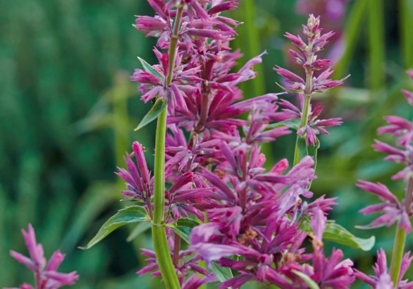 Agastache mexicana Lime (BIO)