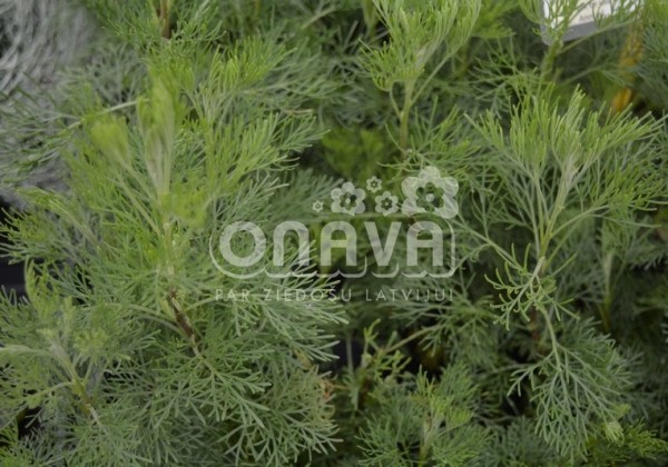 Artemisia abrotanum Cola (BIO)