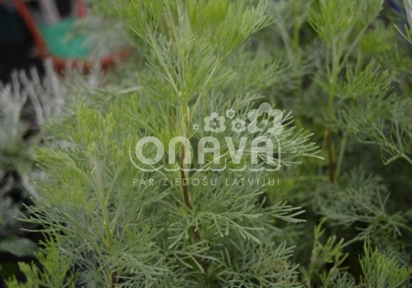 Artemisia abrotanum Cola (BIO)
