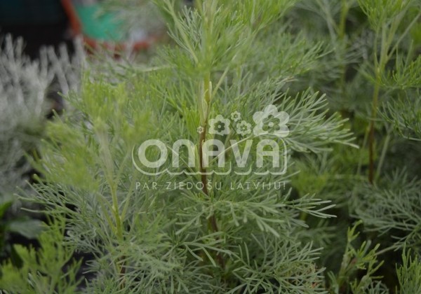 Artemisia abrotanum Cola (BIO)
