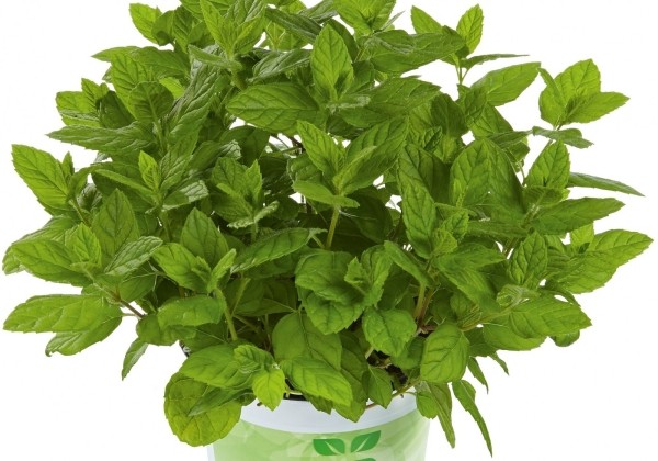 Mentha spicata Garden Mint (BIO)