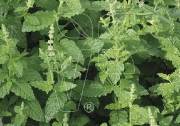 Mentha species Almira (BIO)