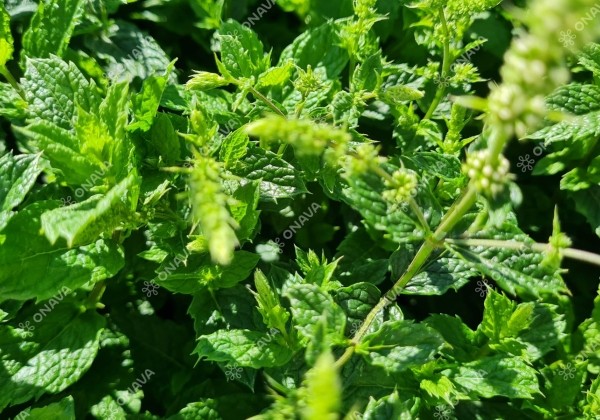Mentha spicata Marokko (BIO)