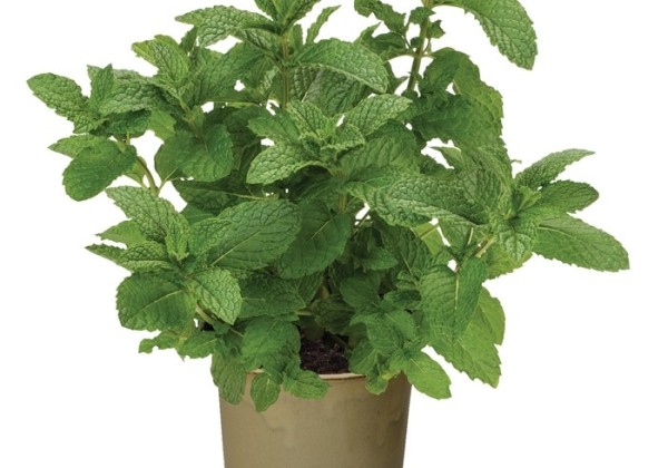Mentha spicata  Kentucky Colonel (BIO)