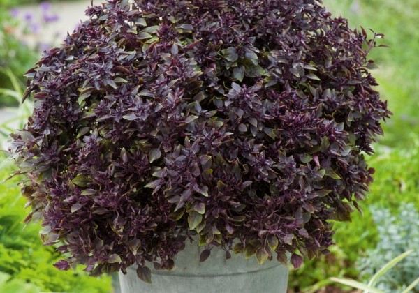 Ocimum basilicum Purple Ball