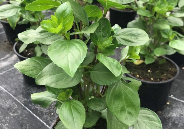 Ocimum basilicum Tauris (BIO)