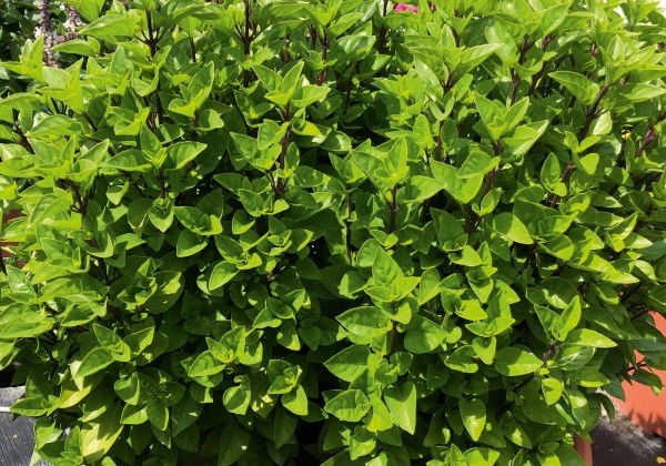 Ocimum basilicum Tauris Petite (BIO)