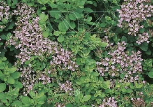 Origanum vulgare Margeritha (BIO)