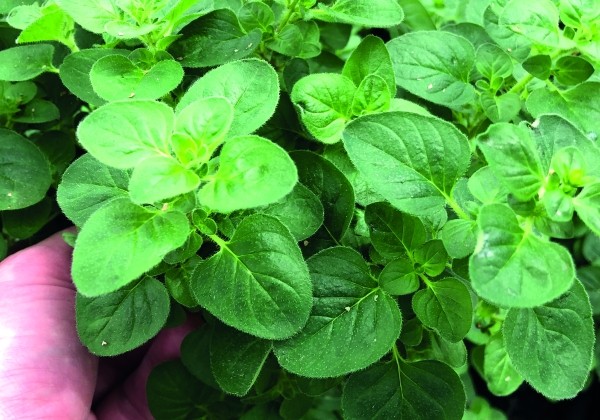 Origanum vulgare  Vitara Green (BIO)