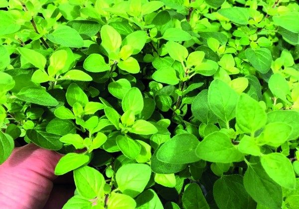 Origanum vulgare  Vitara Gold (BIO)