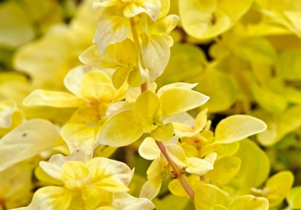 Origanum vulgare  Gold Nugget (BIO)