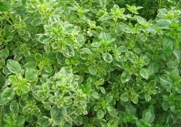 Origanum vulgare Panta (BIO)