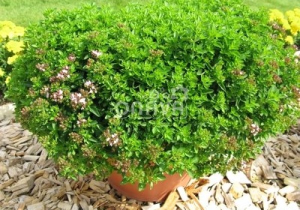 Origanum vulgare Diabolo (BIO)