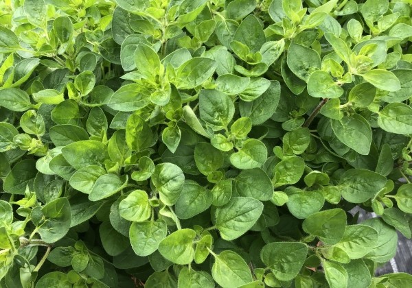 Origanum vulgare  Vitara Cascata Green (BIO)