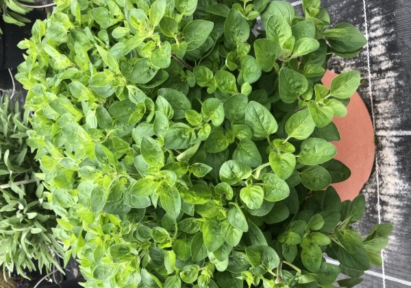 Origanum vulgare  Vitara Cascata Green (BIO)