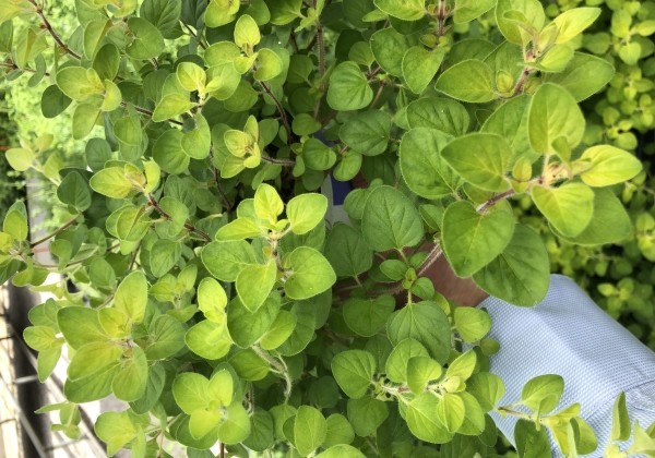 Origanum vulgare  Vitara Cascata