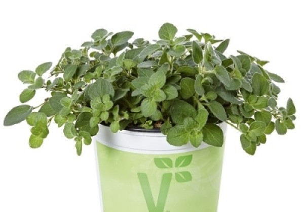 Origanum vulgare Poncho (BIO)