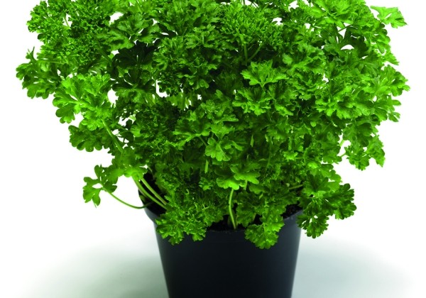 Petroselinum crispum Katinka