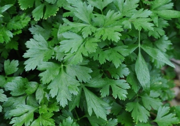 Petroselinum crispum Grandeur Italia (Gigante di Napoli)